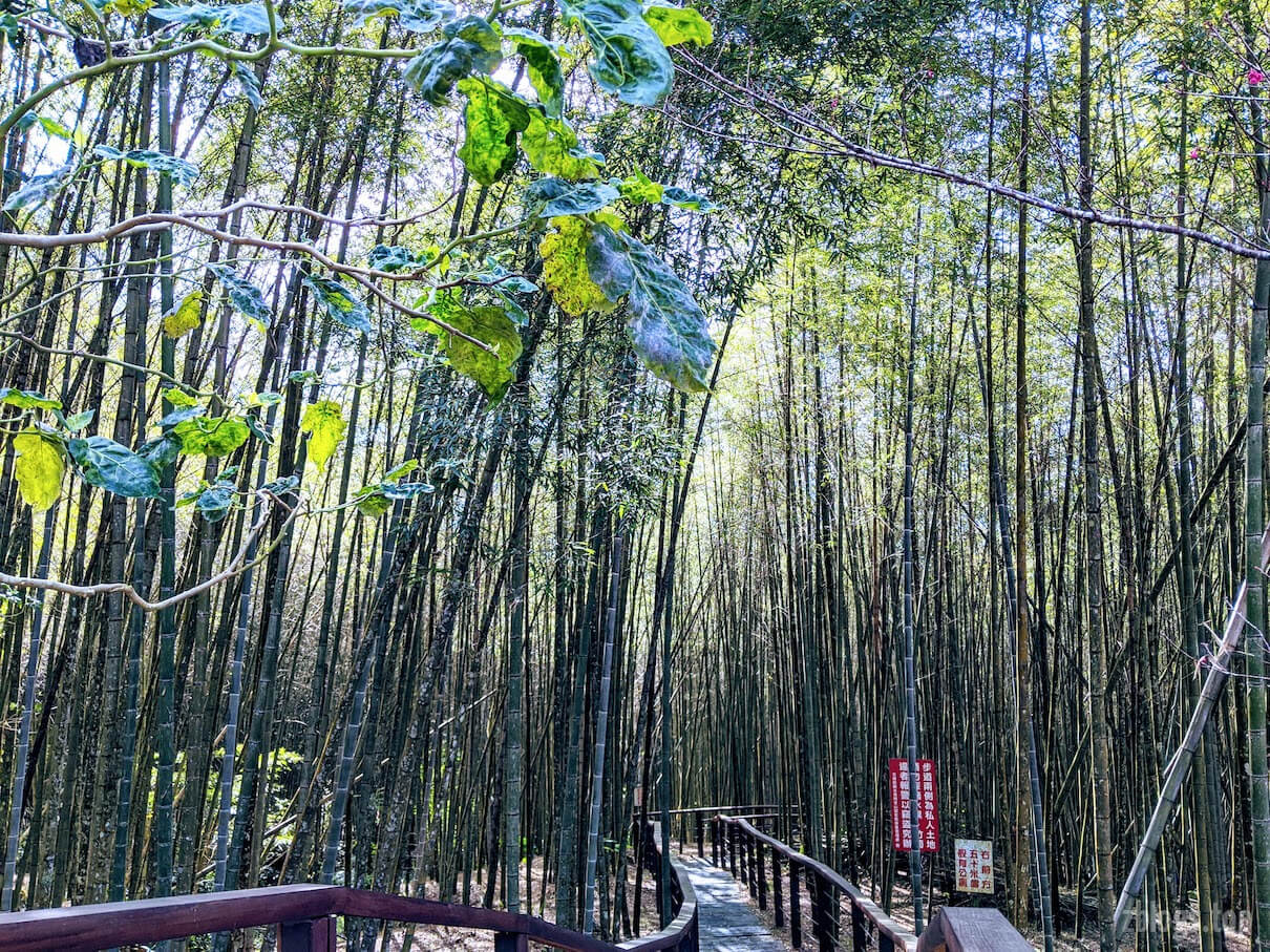 阿里山途中竹林