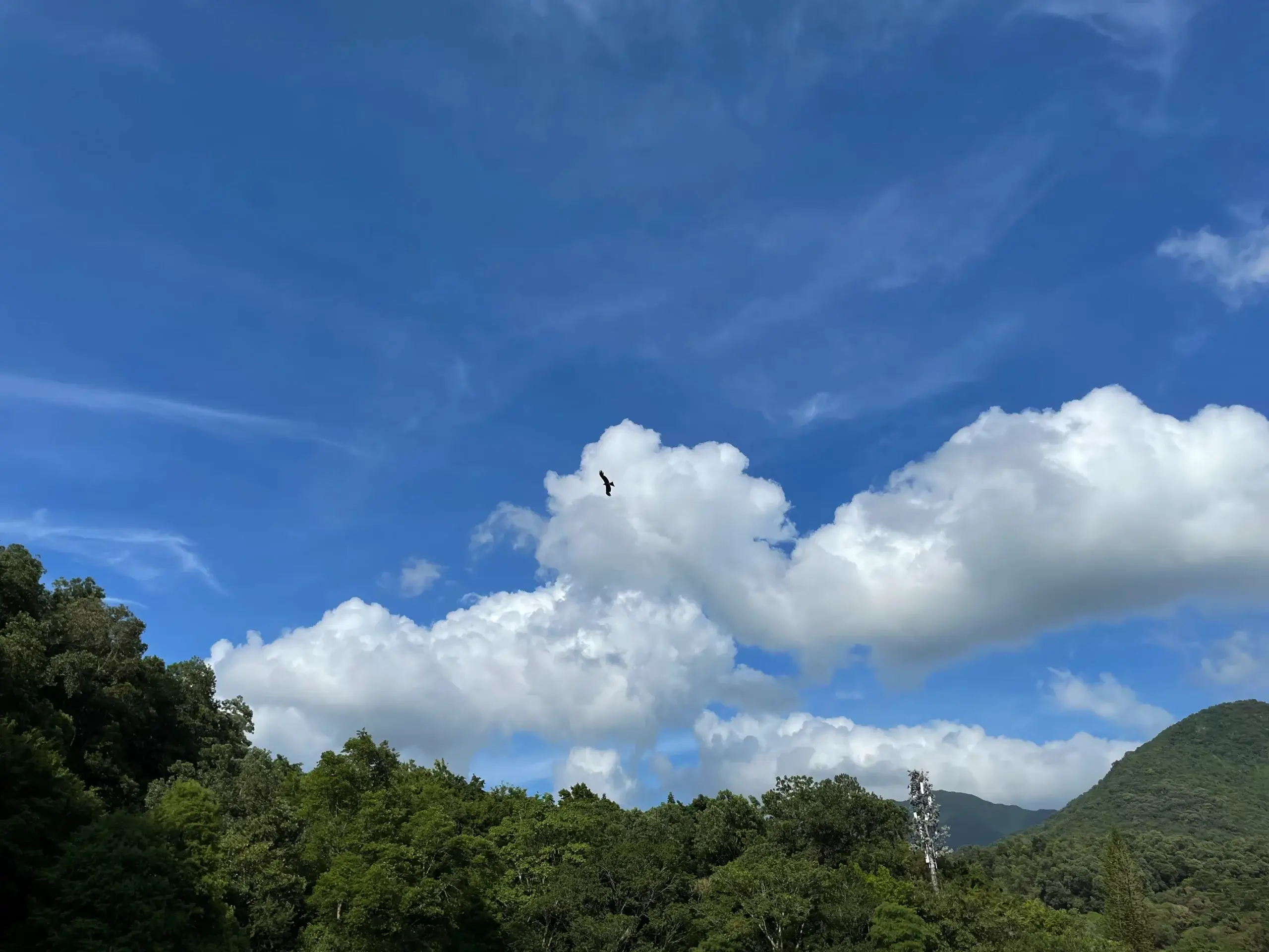 鹰