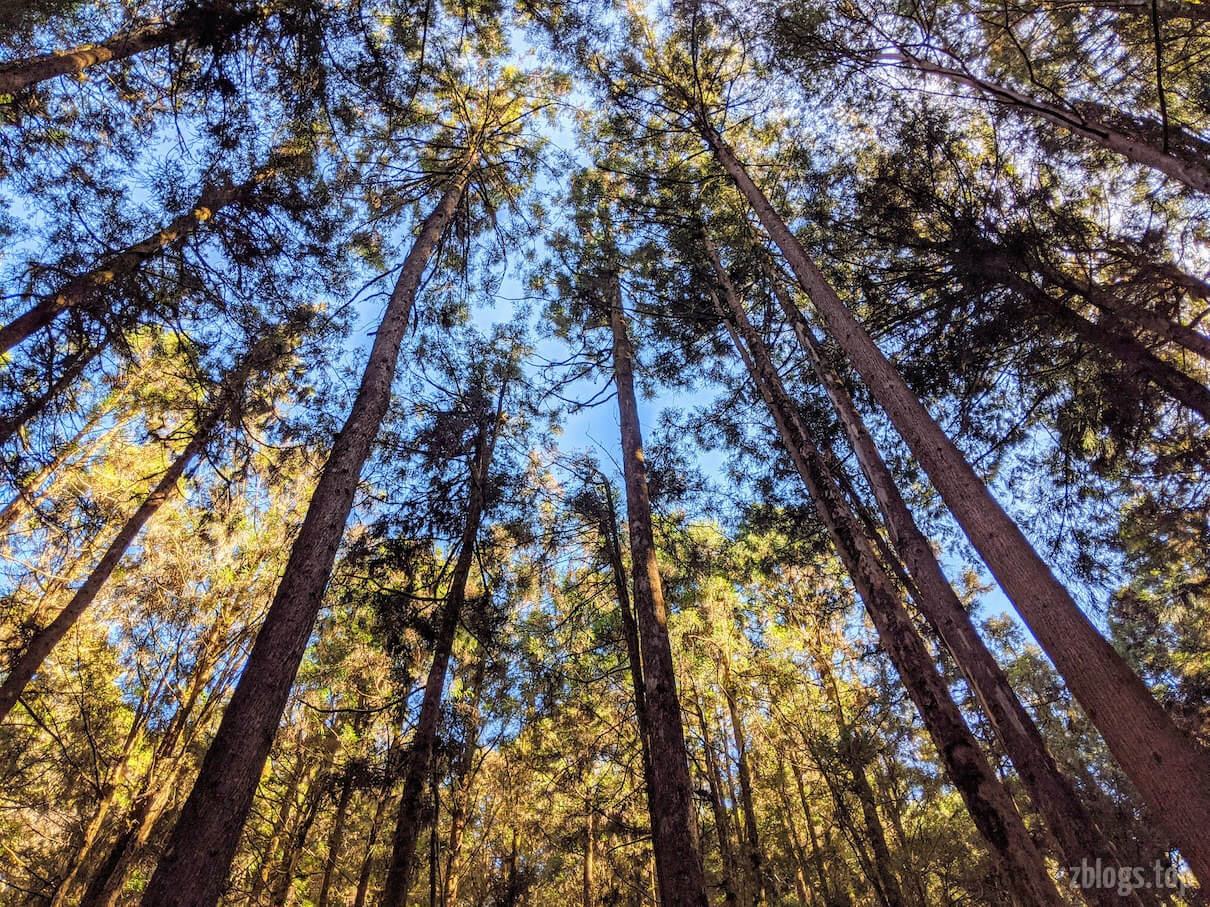 阿里山的树木