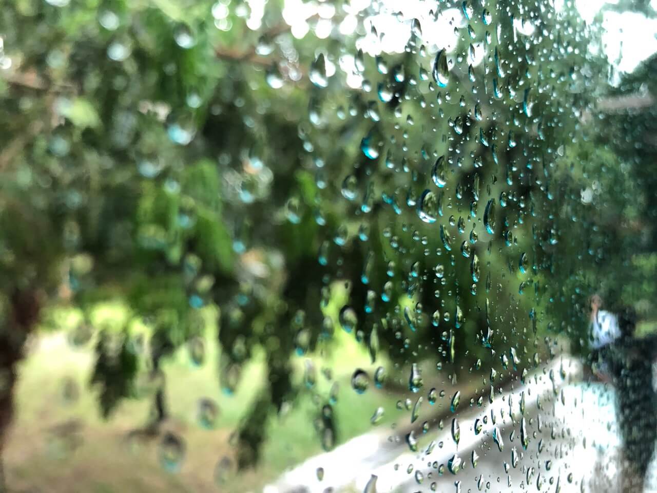 雨