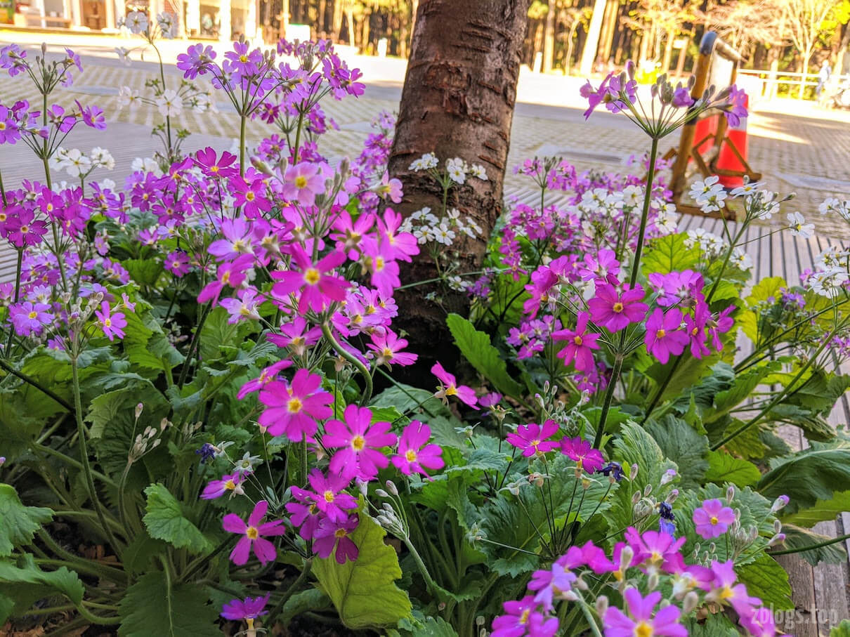 台湾阿里山路边的花儿 台湾阿里山路边的花儿