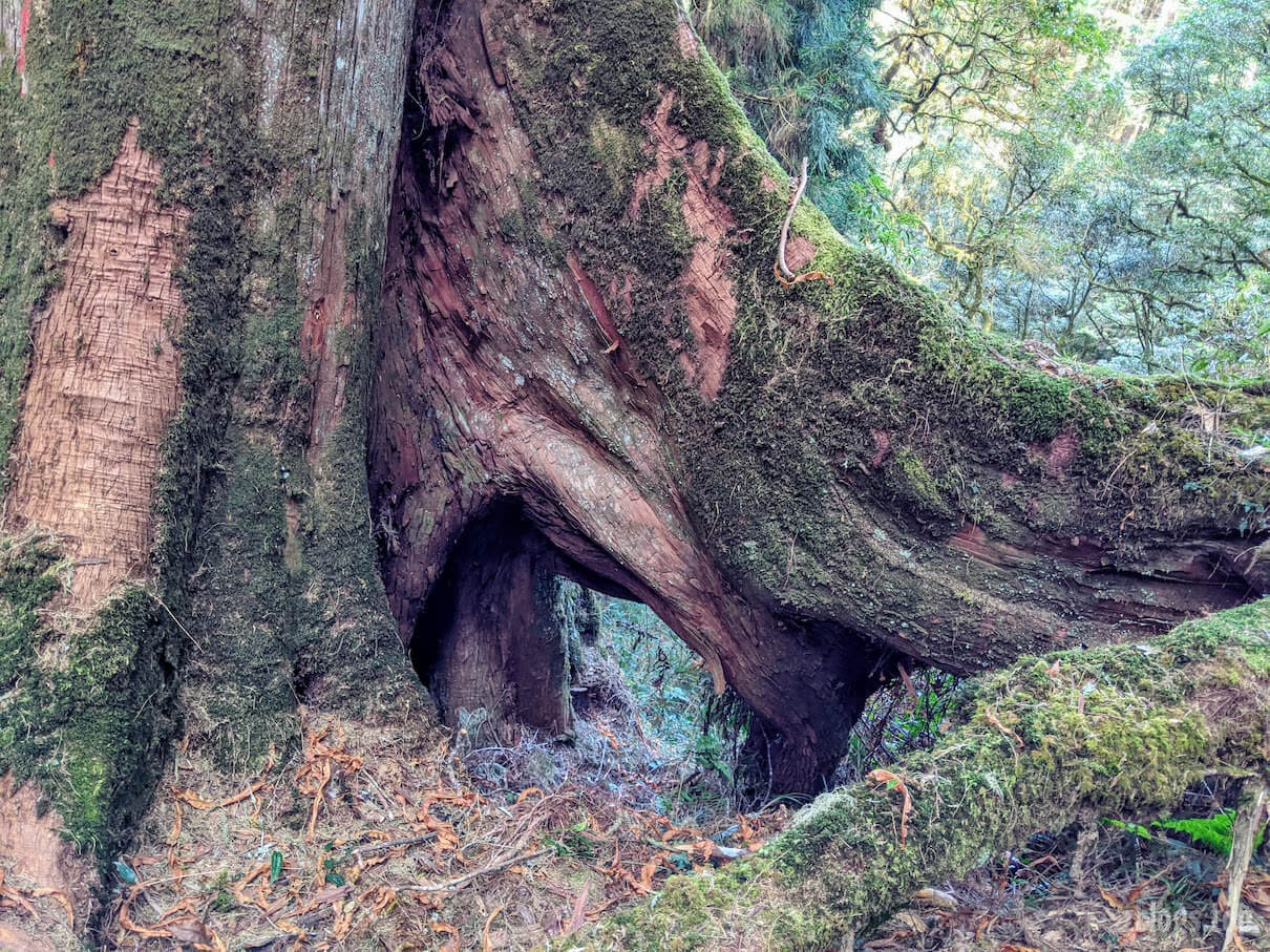 阿里山古木
